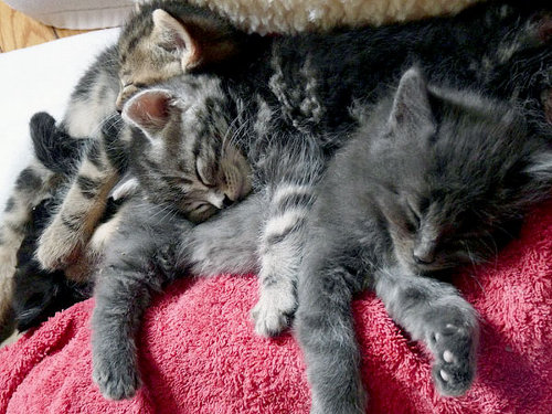 Sleeping kittens in cuddle pile