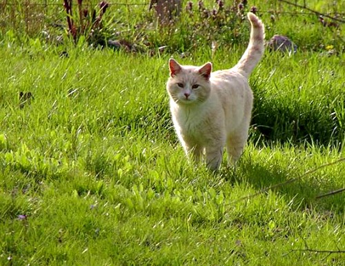 Cat on grass South Newton Township