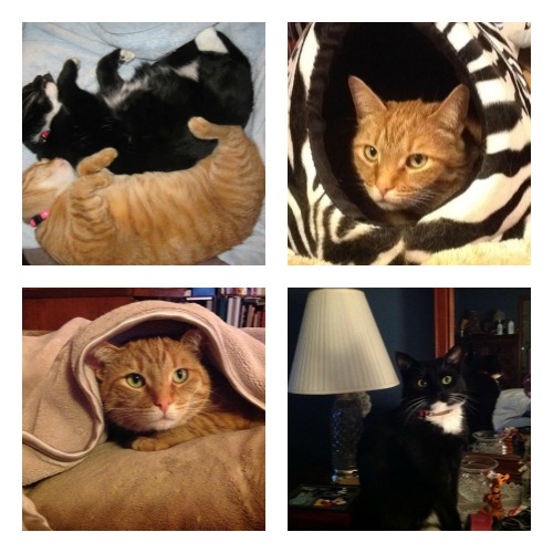 Squeaky and Rudy collage