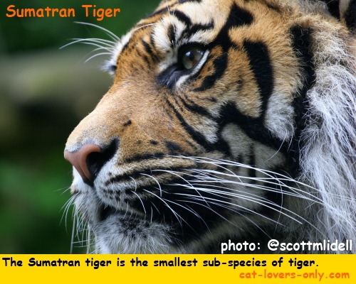 Sumatran tiger