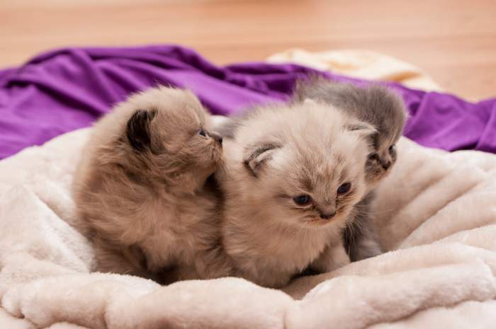 3 sweet kittens