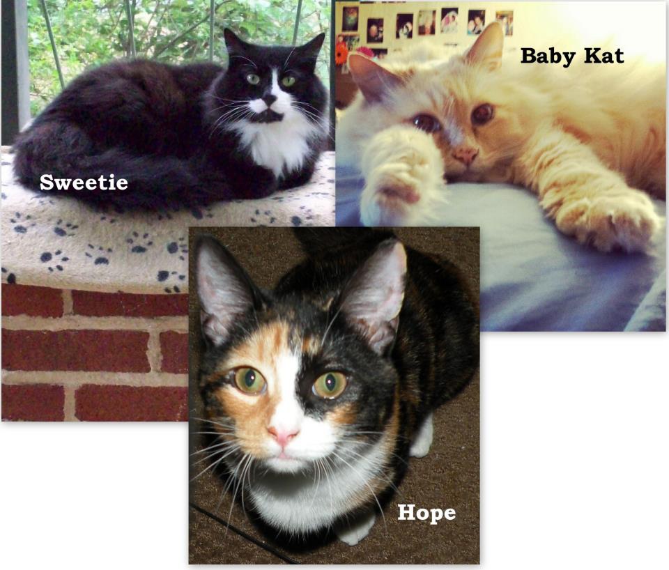 Rescue cats Sweetie, Baby Kat and Hope