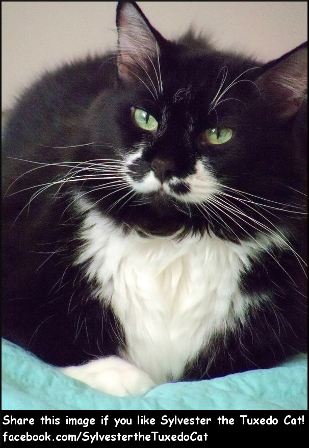 Sylvester the Tuxedo Cat