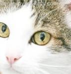 Tabby and white cat face