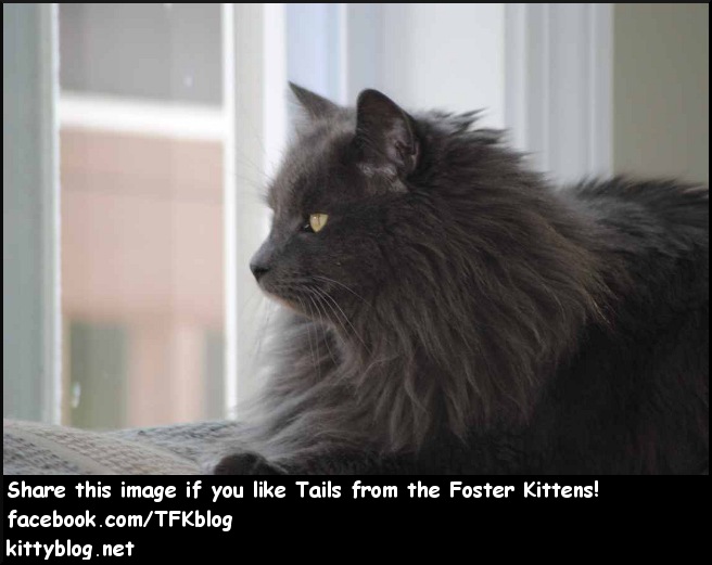 Tails from the Foster Kittens