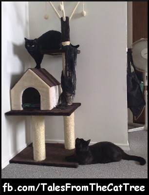 Tales from the Cat Tree