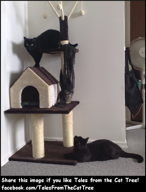 Tales from the Cat Tree