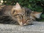 Molly the feral cat