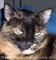 Tortoiseshell cat face