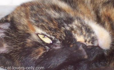 Teddie's Tortoiseshell-and-White face colors