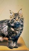 April (female breeder)