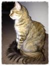 Topaz (female breeder)