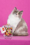 CH iCandy Jelly Belly