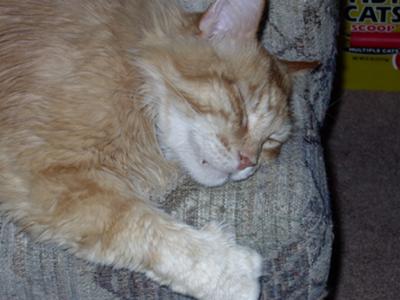 Wake me up when it's time to eat!