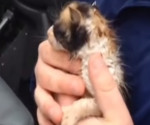 Tornado kitten rescue