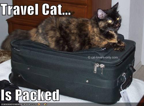 Frankie cat on suitcase
