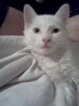 white Turkish Angora