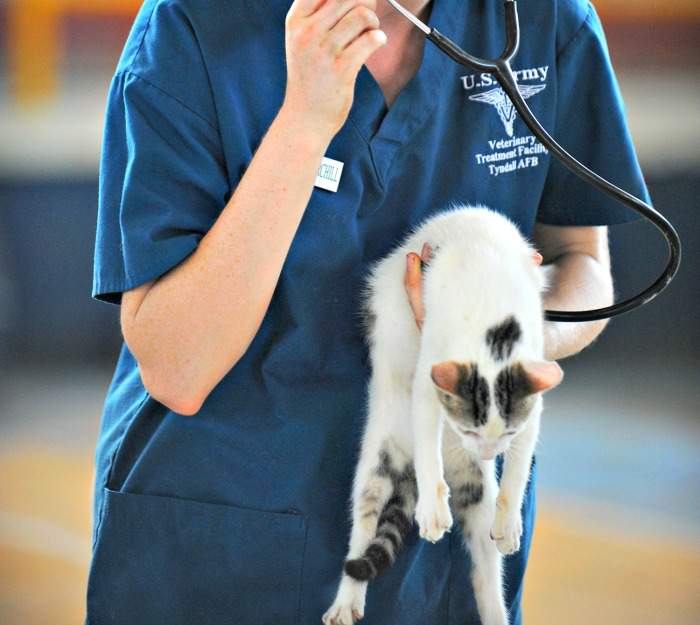 Veterinarian examining a cat