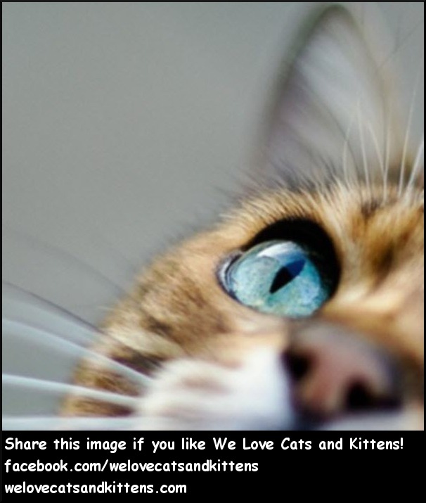 We Love Cats and Kittens