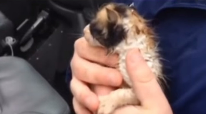 Weatherman rescues tiny kitten from tornado rubble