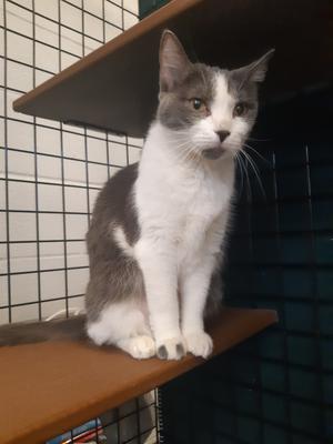 Adoption day