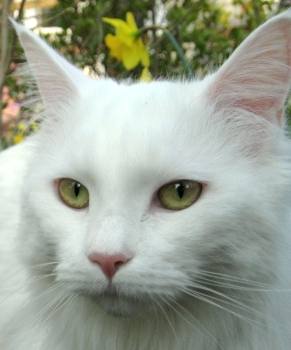 White Maine Coon cat