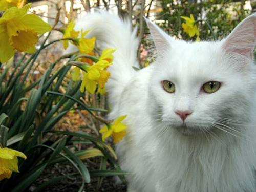 White Maine Coon cat outdoors