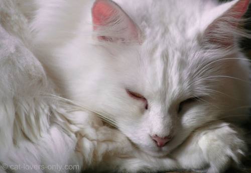 White Turkish Angora cat