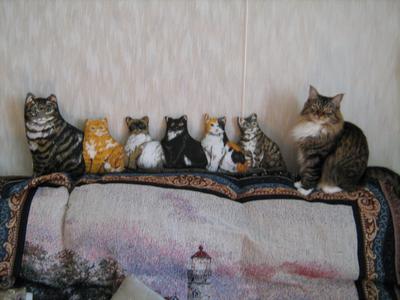 Who's the real kitty?