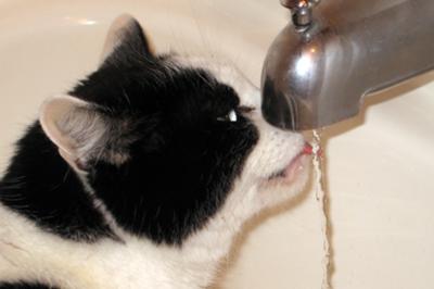 Drinking from the tub faucet