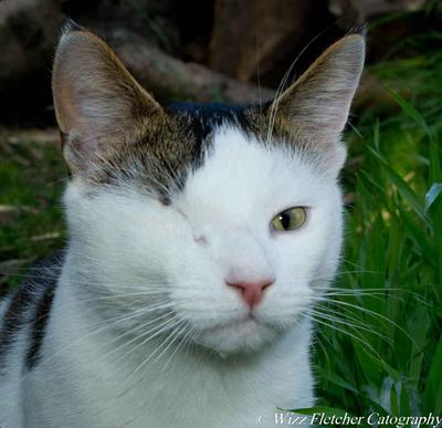 Vinny -RTA - now rehomed Vinny -RTA - now rehomed