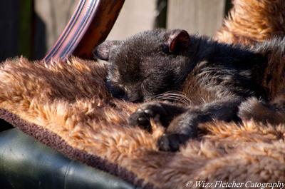 Thomas - elderly FIV+  Thomas - elderly FIV+