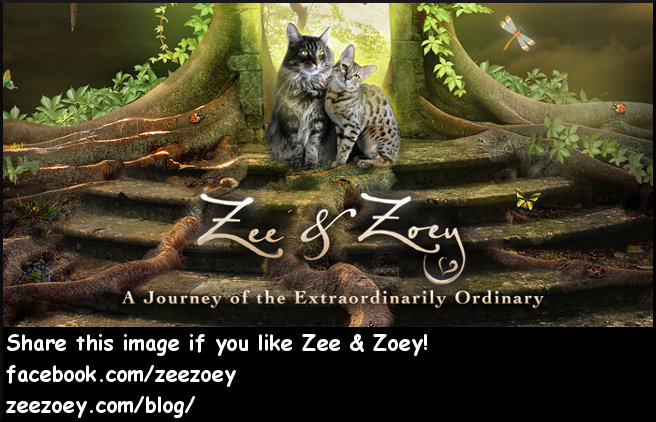 Zee & Zoey's Chronicle Connection