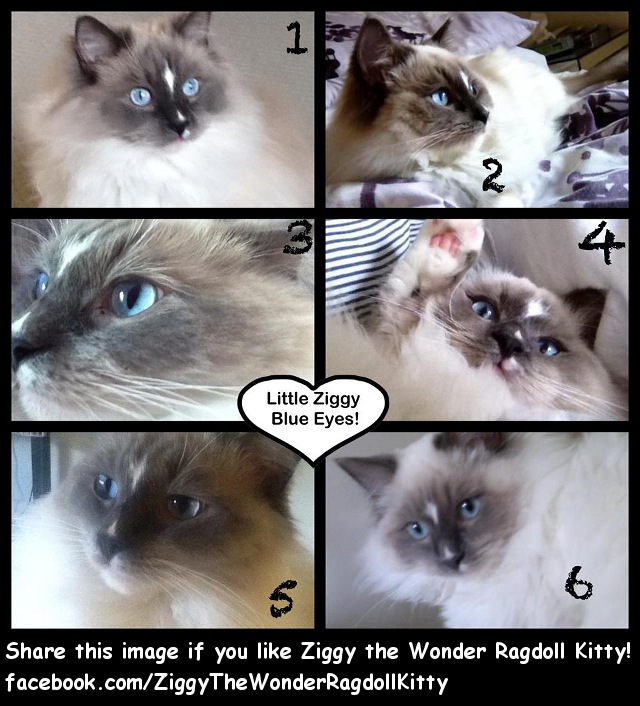 Ziggy the Wonder Ragdoll Kitty