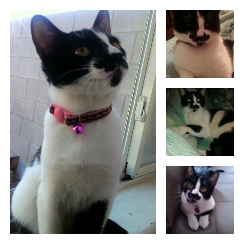 Zoe, the black and white kitty