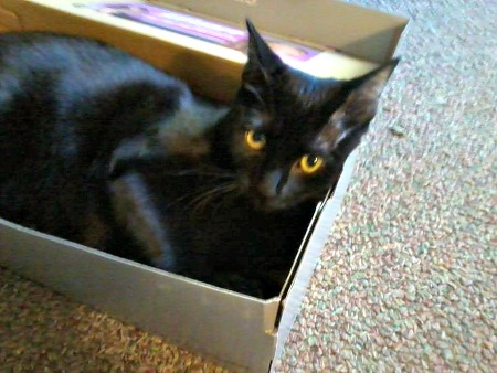 Zoey in a box